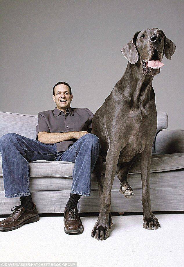 the most tallest dog in the world