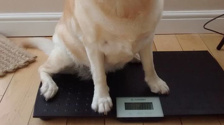 pet weight scale