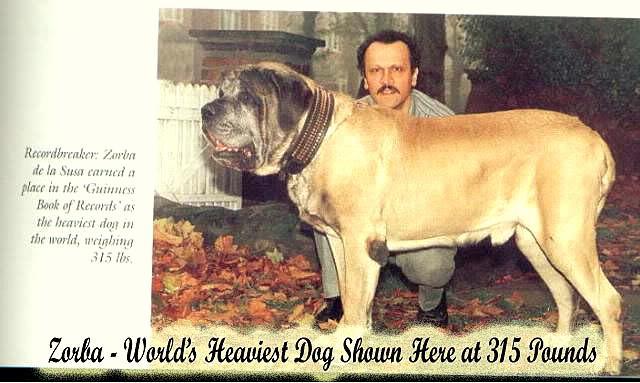 largest dog in the world hercules