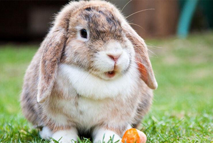 What Is a Healthy Weight for My Rabbit?
