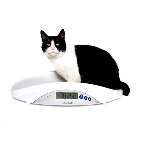 https://www.marsden-weighing.co.uk/storage/images/products/marsden-v-22-veterinary-scale/_480x480_fit_center-center_75_none/Marsden-V-22-Pet-Veterinary-Scale-3.jpg