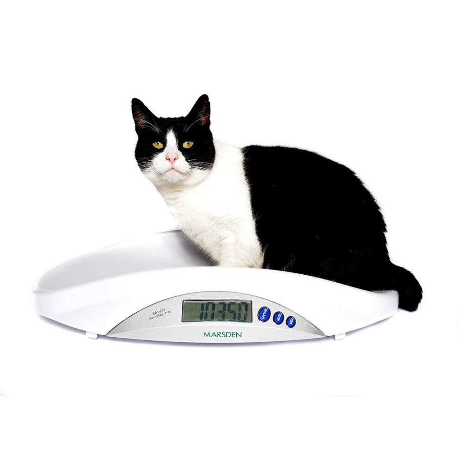 https://www.marsden-weighing.co.uk/storage/images/products/marsden-v-22-veterinary-scale/_940x940_fit_center-center_75_none/Marsden-V-22-Pet-Veterinary-Scale-3.jpg